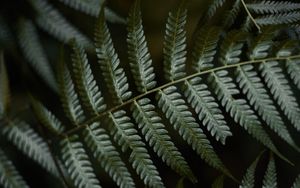 Preview wallpaper fern, leaves, green, macro, plant