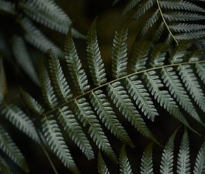 Preview wallpaper fern, leaves, green, macro, plant