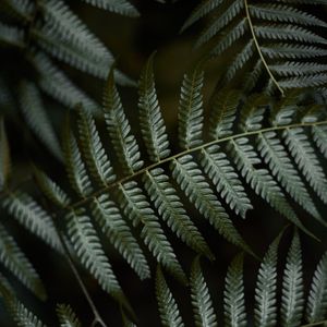 Preview wallpaper fern, leaves, green, macro, plant