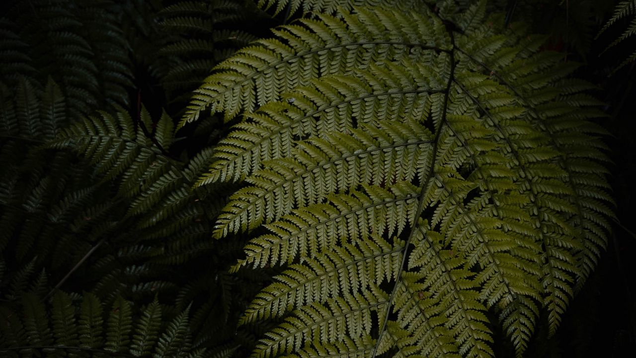 Wallpaper fern, leaves, green, dark, macro