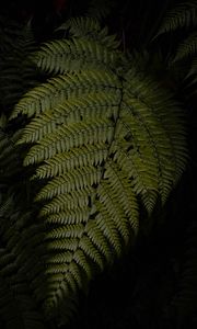 Preview wallpaper fern, leaves, green, dark, macro