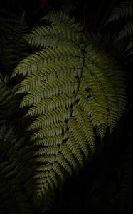 Preview wallpaper fern, leaves, green, dark, macro