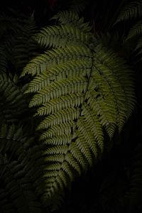 Preview wallpaper fern, leaves, green, dark, macro