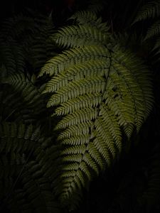 Preview wallpaper fern, leaves, green, dark, macro