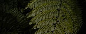 Preview wallpaper fern, leaves, green, dark, macro