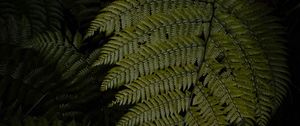 Preview wallpaper fern, leaves, green, dark, macro