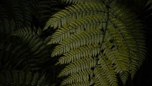 Preview wallpaper fern, leaves, green, dark, macro