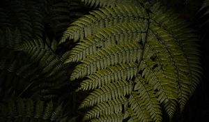 Preview wallpaper fern, leaves, green, dark, macro