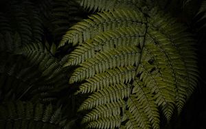Preview wallpaper fern, leaves, green, dark, macro