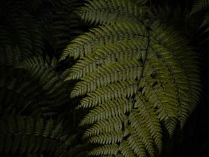 Preview wallpaper fern, leaves, green, dark, macro