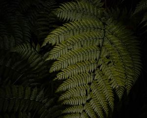 Preview wallpaper fern, leaves, green, dark, macro