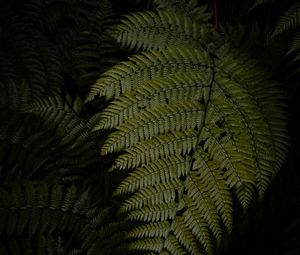 Preview wallpaper fern, leaves, green, dark, macro