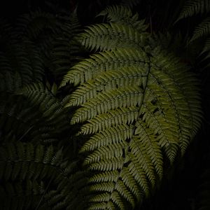 Preview wallpaper fern, leaves, green, dark, macro