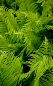 Preview wallpaper fern, leaves, green, plant, nature, macro