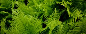 Preview wallpaper fern, leaves, green, plant, nature, macro