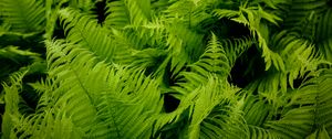 Preview wallpaper fern, leaves, green, plant, nature, macro