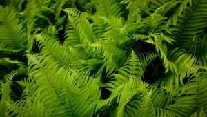 Preview wallpaper fern, leaves, green, plant, nature, macro