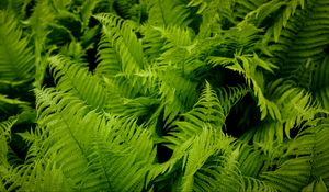 Preview wallpaper fern, leaves, green, plant, nature, macro