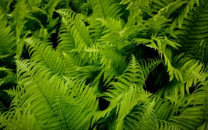 Preview wallpaper fern, leaves, green, plant, nature, macro