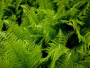 Preview wallpaper fern, leaves, green, plant, nature, macro