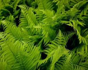 Preview wallpaper fern, leaves, green, plant, nature, macro