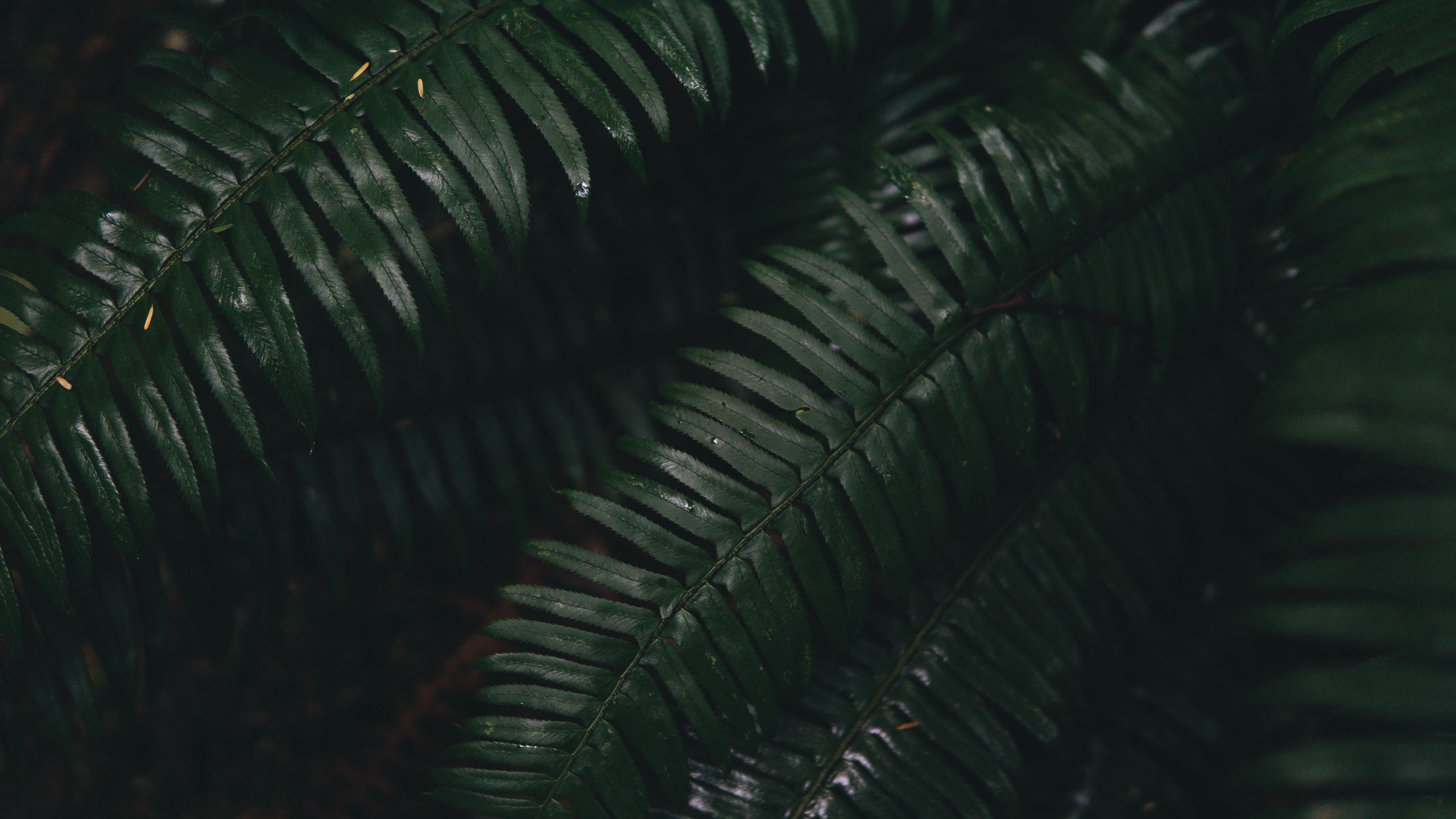 Download wallpaper 2560x1440 fern, leaves, green, plant widescreen 169
