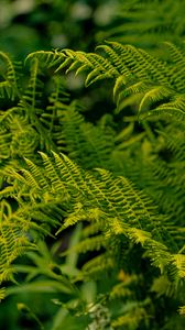 Preview wallpaper fern, leaves, greenery, macro, plant