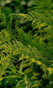 Preview wallpaper fern, leaves, greenery, macro, plant