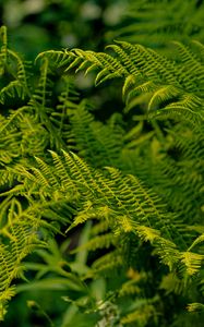 Preview wallpaper fern, leaves, greenery, macro, plant