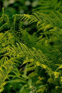 Preview wallpaper fern, leaves, greenery, macro, plant