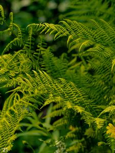 Preview wallpaper fern, leaves, greenery, macro, plant