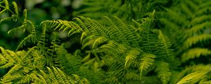 Preview wallpaper fern, leaves, greenery, macro, plant