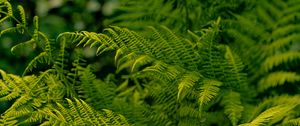 Preview wallpaper fern, leaves, greenery, macro, plant