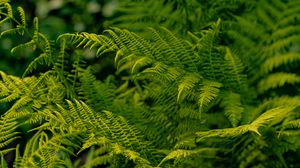 Preview wallpaper fern, leaves, greenery, macro, plant