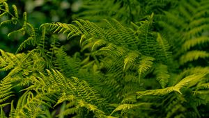 Preview wallpaper fern, leaves, greenery, macro, plant