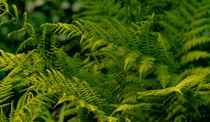 Preview wallpaper fern, leaves, greenery, macro, plant