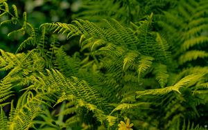 Preview wallpaper fern, leaves, greenery, macro, plant