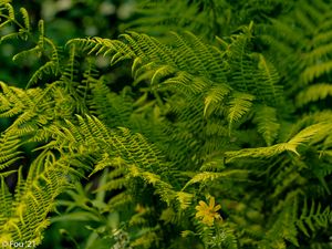 Preview wallpaper fern, leaves, greenery, macro, plant