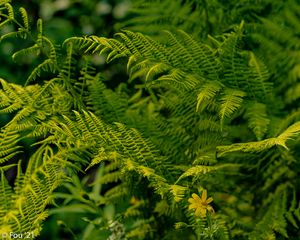 Preview wallpaper fern, leaves, greenery, macro, plant