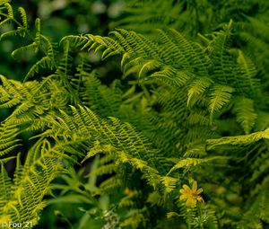 Preview wallpaper fern, leaves, greenery, macro, plant