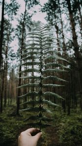 Preview wallpaper fern, leaves, hand, forest, nature