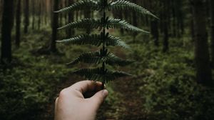 Preview wallpaper fern, leaves, hand, forest, nature