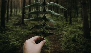 Preview wallpaper fern, leaves, hand, forest, nature