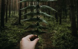 Preview wallpaper fern, leaves, hand, forest, nature