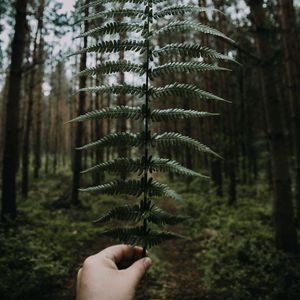 Preview wallpaper fern, leaves, hand, forest, nature