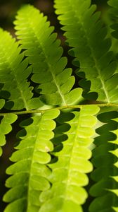 Preview wallpaper fern, leaves, light, shadows, macro