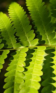 Preview wallpaper fern, leaves, light, shadows, macro