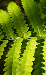 Preview wallpaper fern, leaves, light, shadows, macro