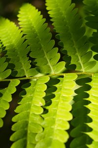 Preview wallpaper fern, leaves, light, shadows, macro