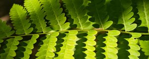 Preview wallpaper fern, leaves, light, shadows, macro